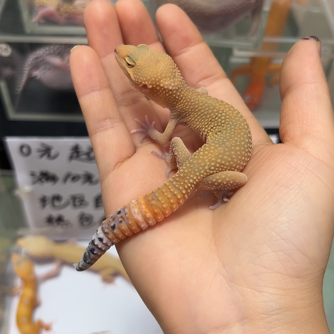 豹纹守宫豹纹守宫