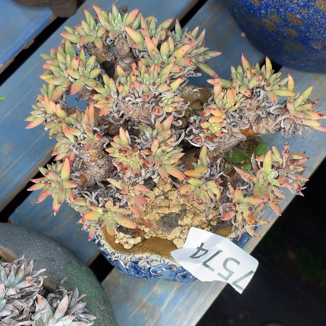 绿菊多头老桩7574