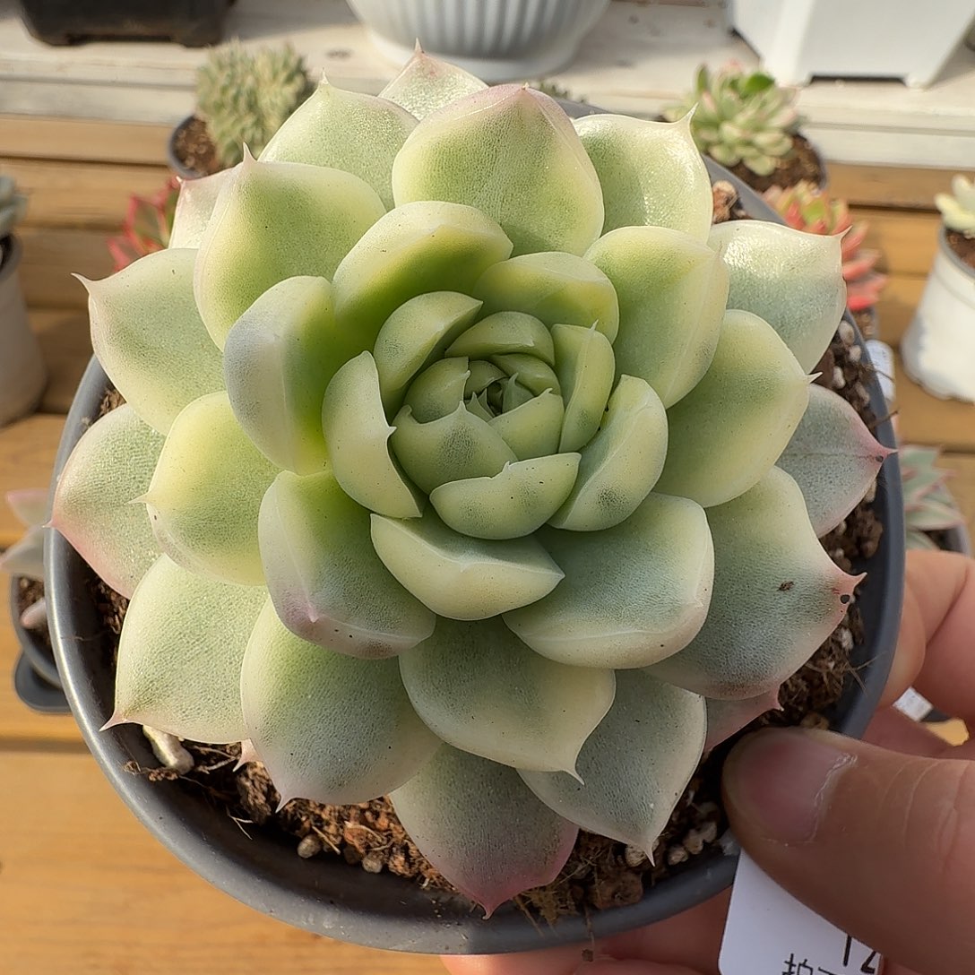 冬云杂11111210-120