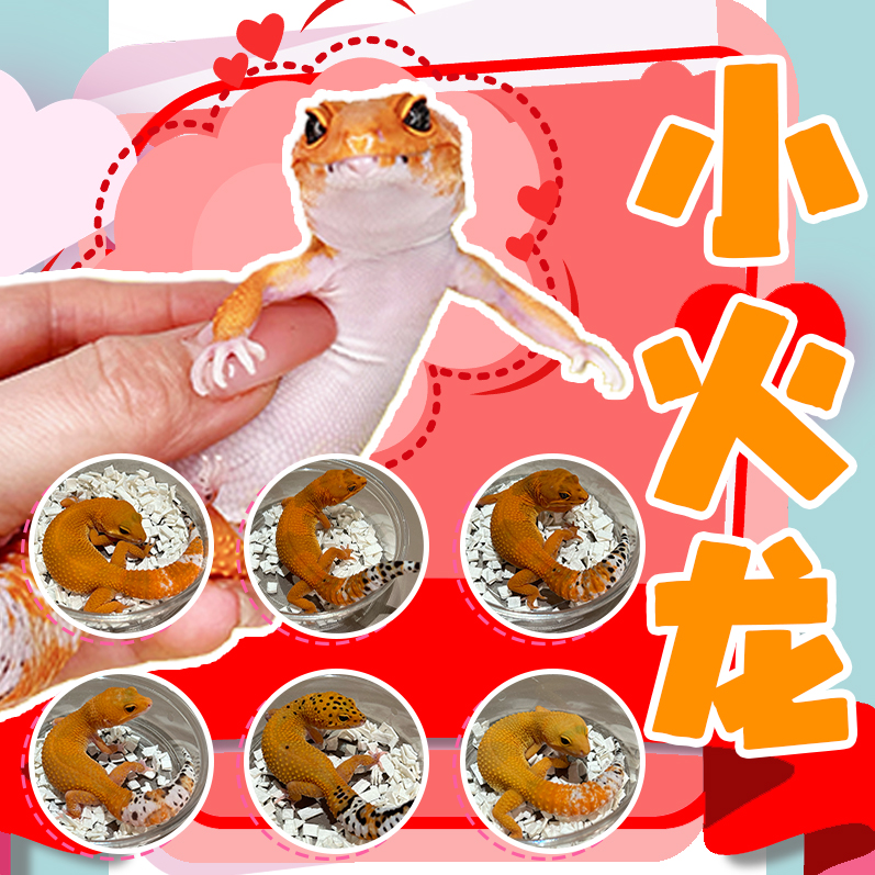 【养爬姑娘】小火龙豹纹守宫活体守宫蜥蜴新奇宠物