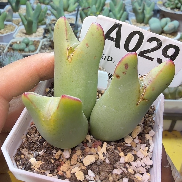 029。满38包邮肉锥