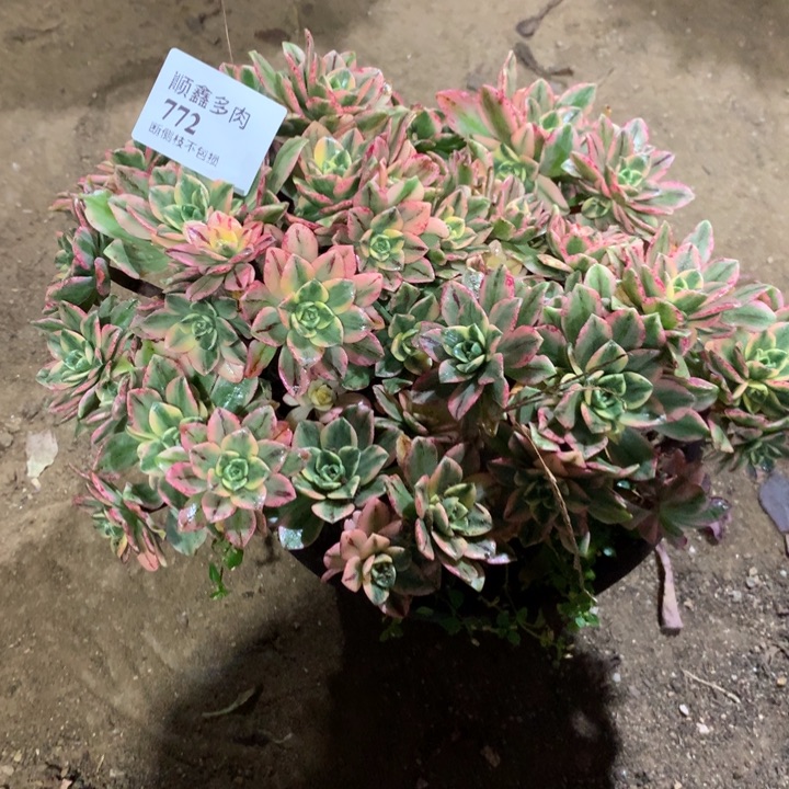 772甜茶多肉植物特价