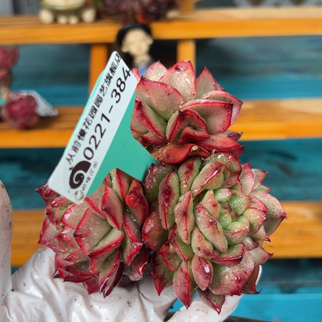 从前慢多肉精选编号0221.384