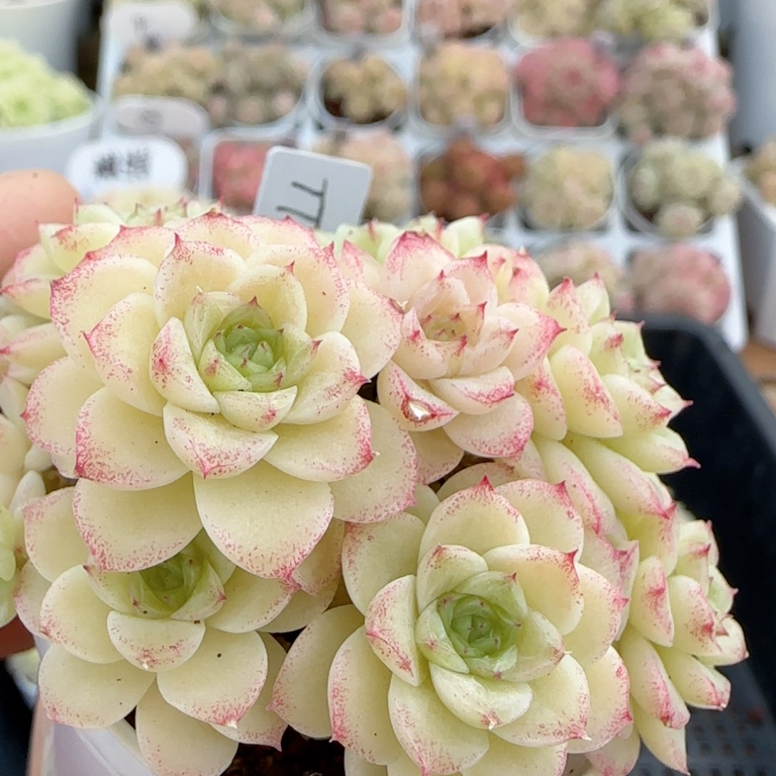 【闪购商品】0125-11（ttp-28-2）