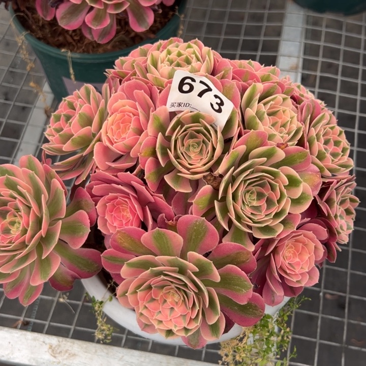 673女巫22厘米左右