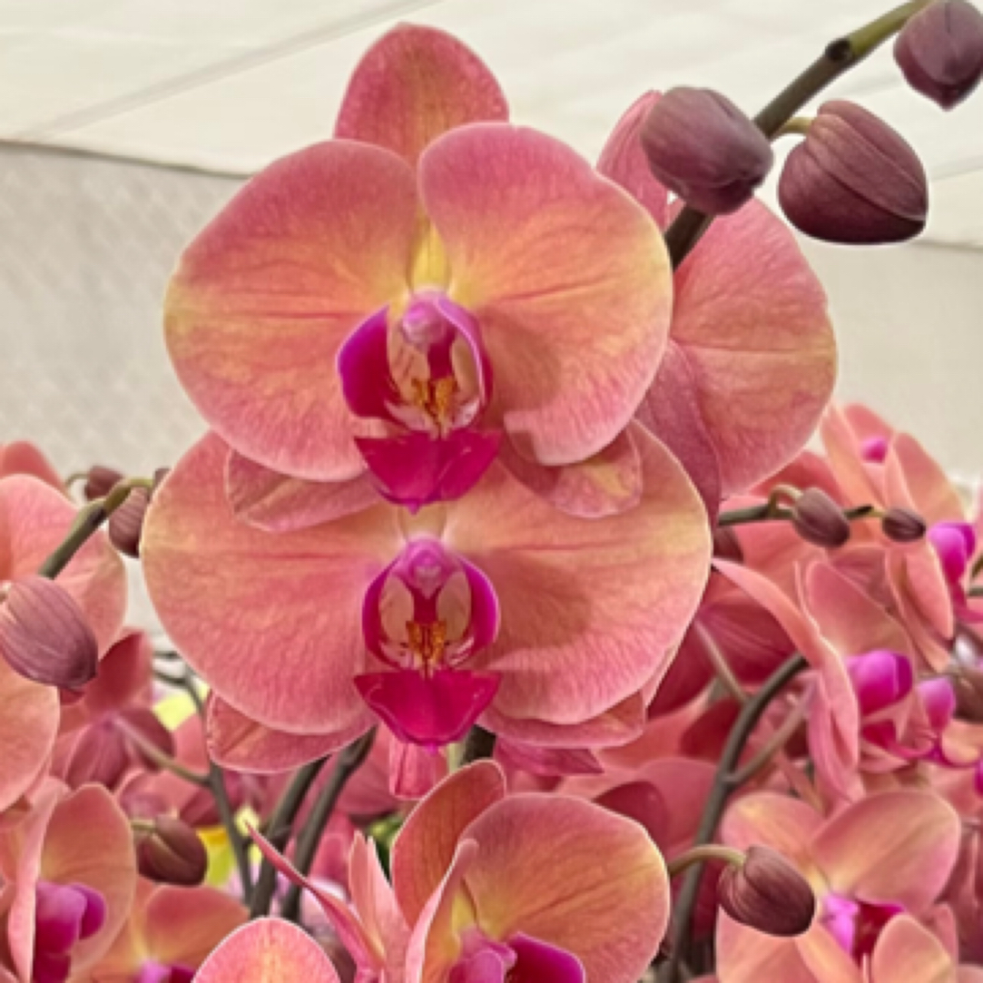 蝴蝶兰——欣欣向荣开花发货