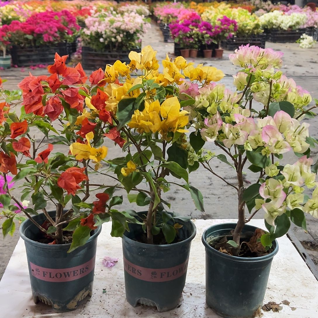 大部分花苞少量开放红桑巴，金色光辉，绿樱