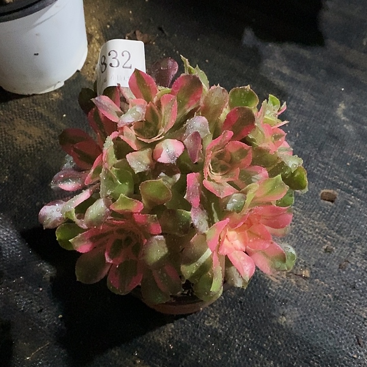 832香妃多肉有砍无售后