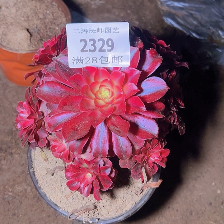 2329美杜莎多肉植物老桩