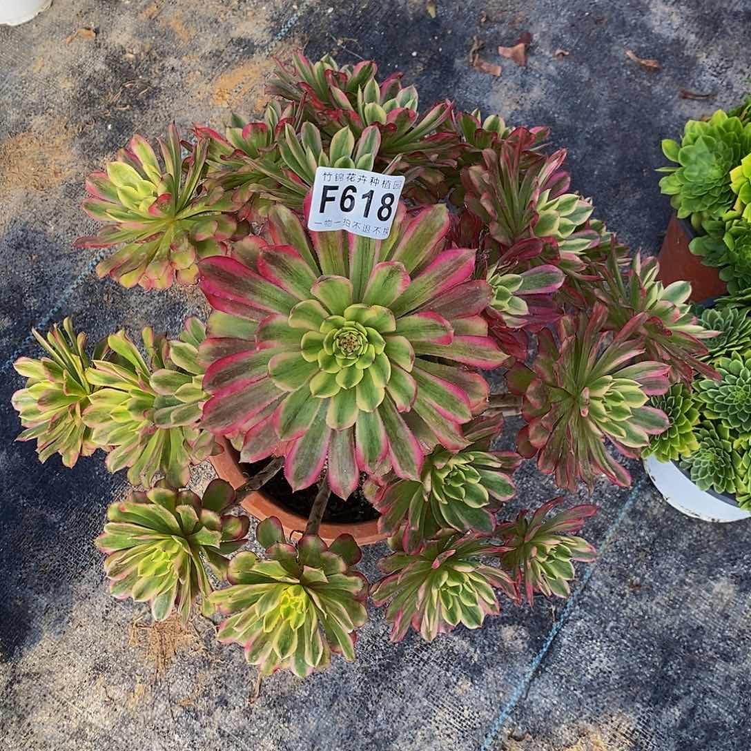 618玉兔锦老桩一棵