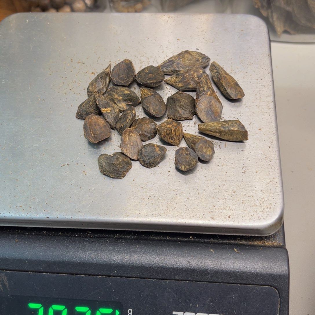 春***青沉香碎屑沉香紫棋树枝原材料20克