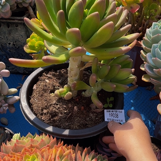 平**乐金蟾19038多肉