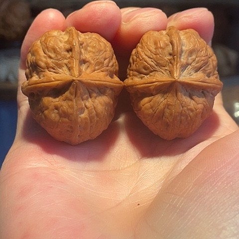 把件文玩核桃血麒麟带彩36+微差尺