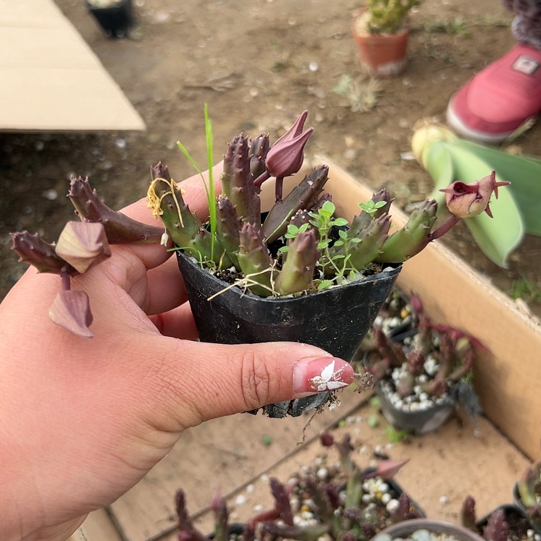 多肉植物多肉植物