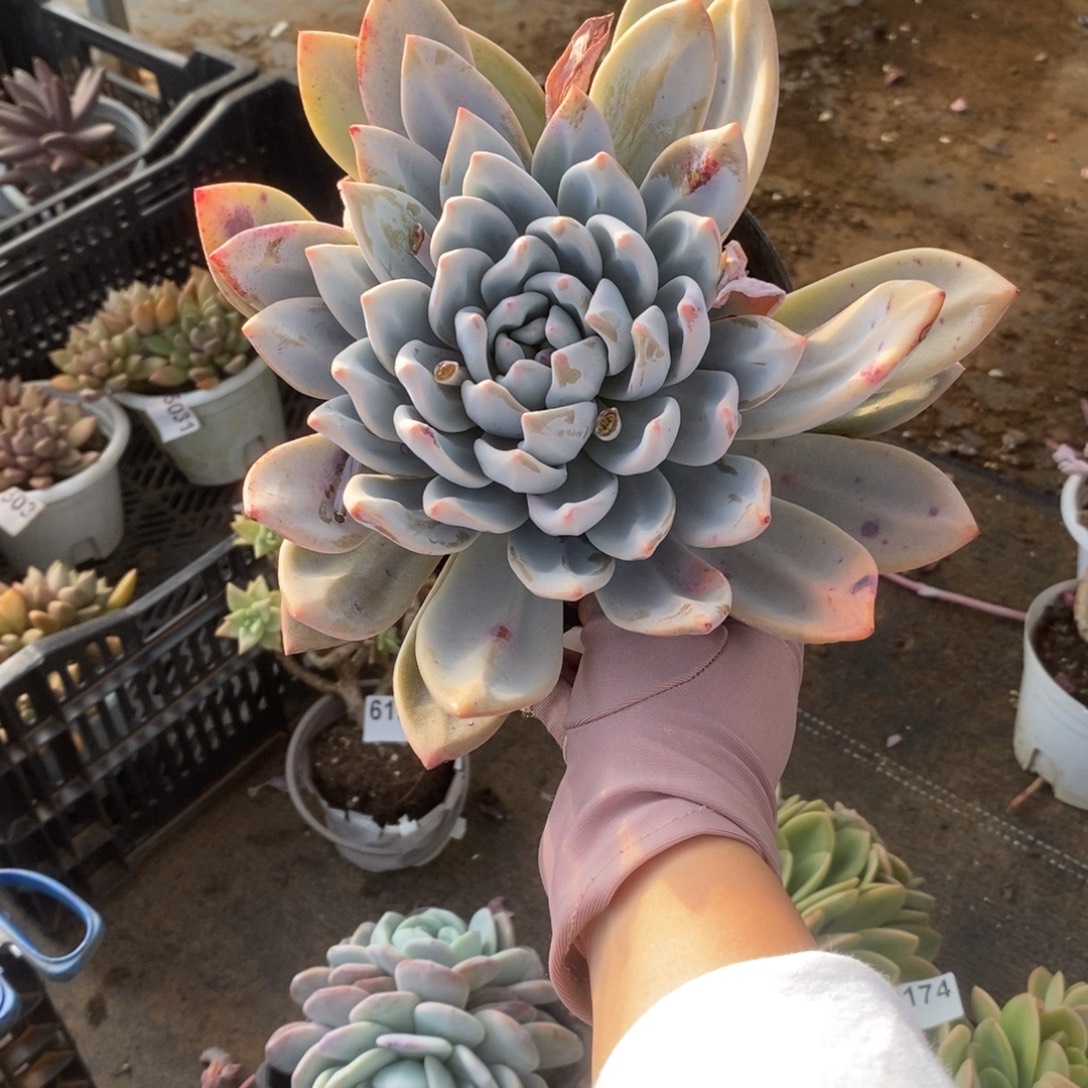 X***～6177星星雪一物一拍