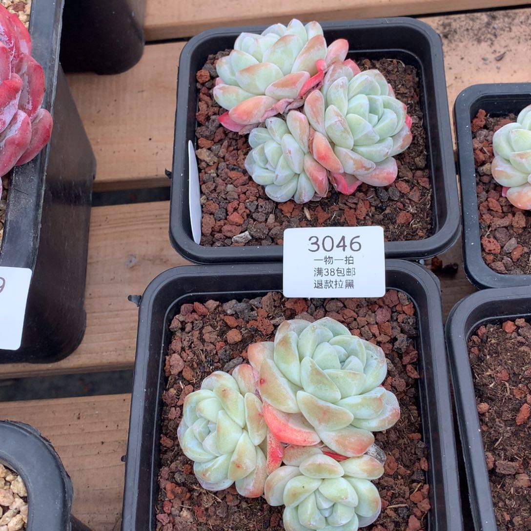 10厘米三头冰玉两颗3046