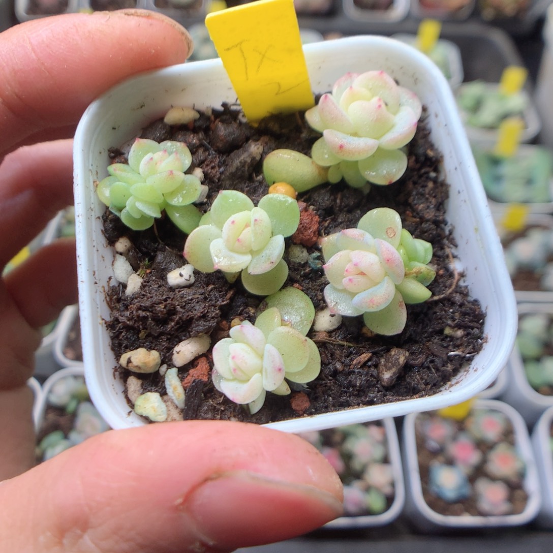 无花朵Tx2。 5颗yyyyy