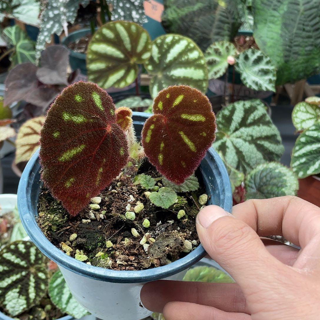 完全开放个体一口血