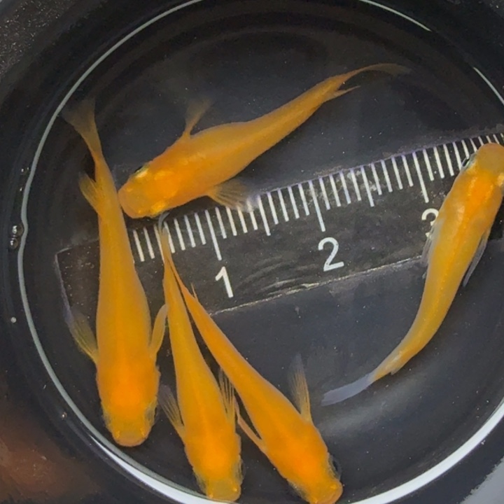 青鳉鱼短体初恋2号