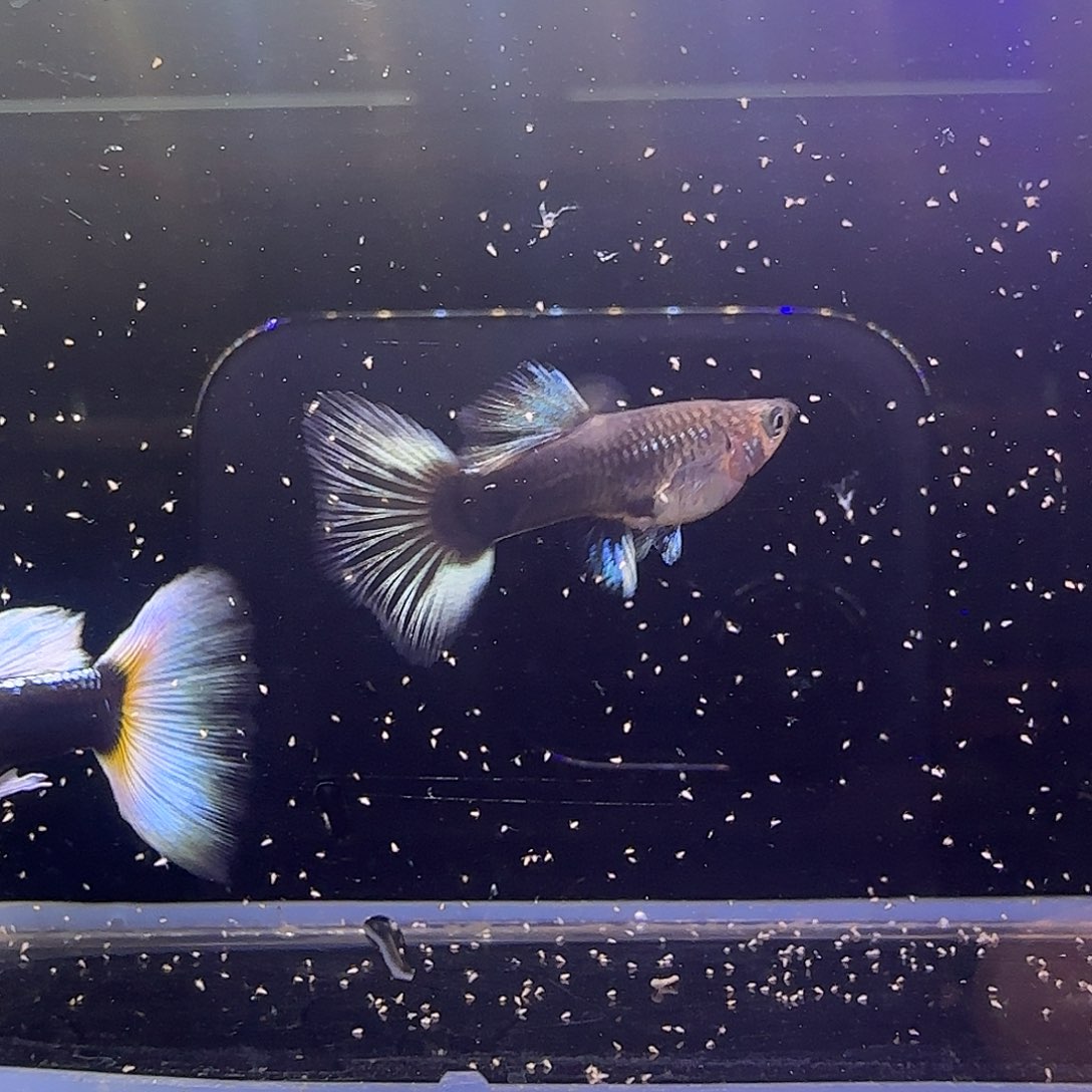 孔雀鱼关注主播可以参与