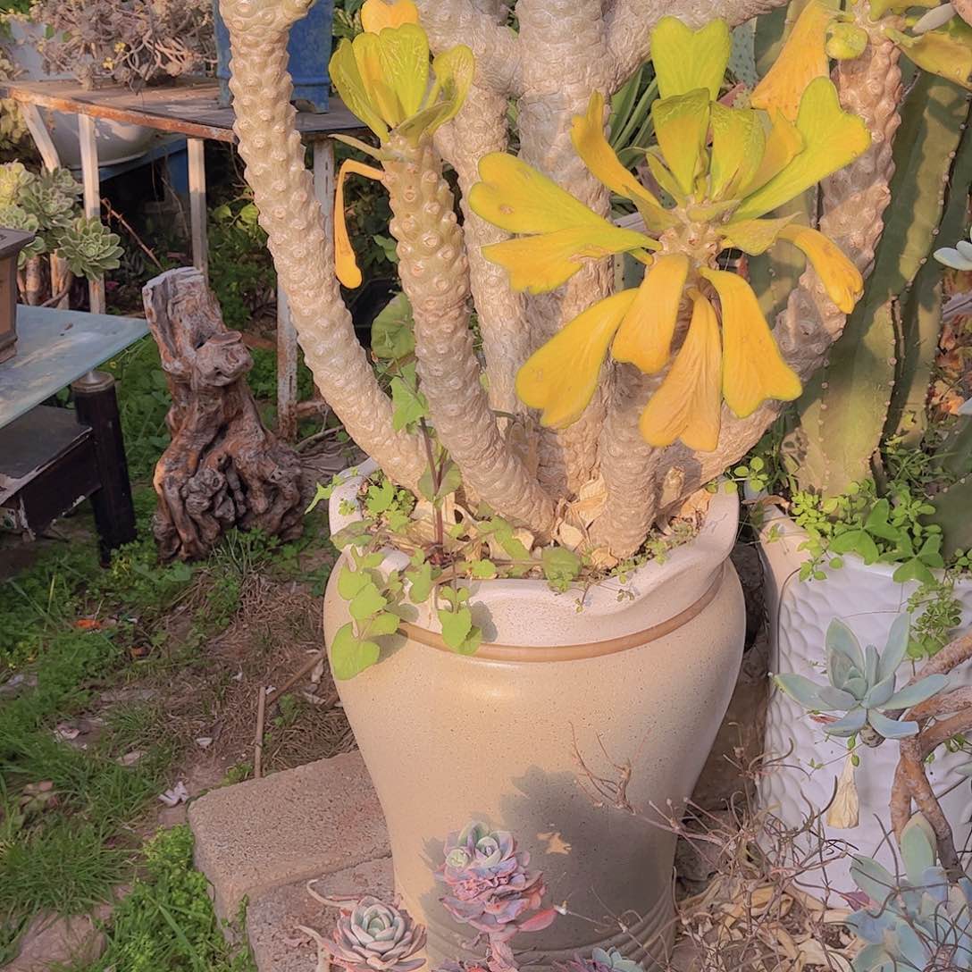 东***北多肉植物保护