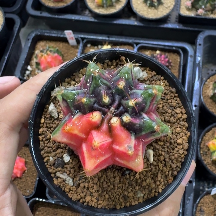 实生米哈锦国庆喽