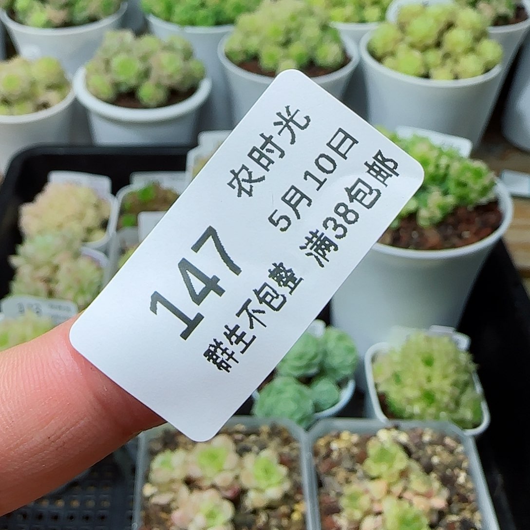 【闪购商品】0510-147专拍