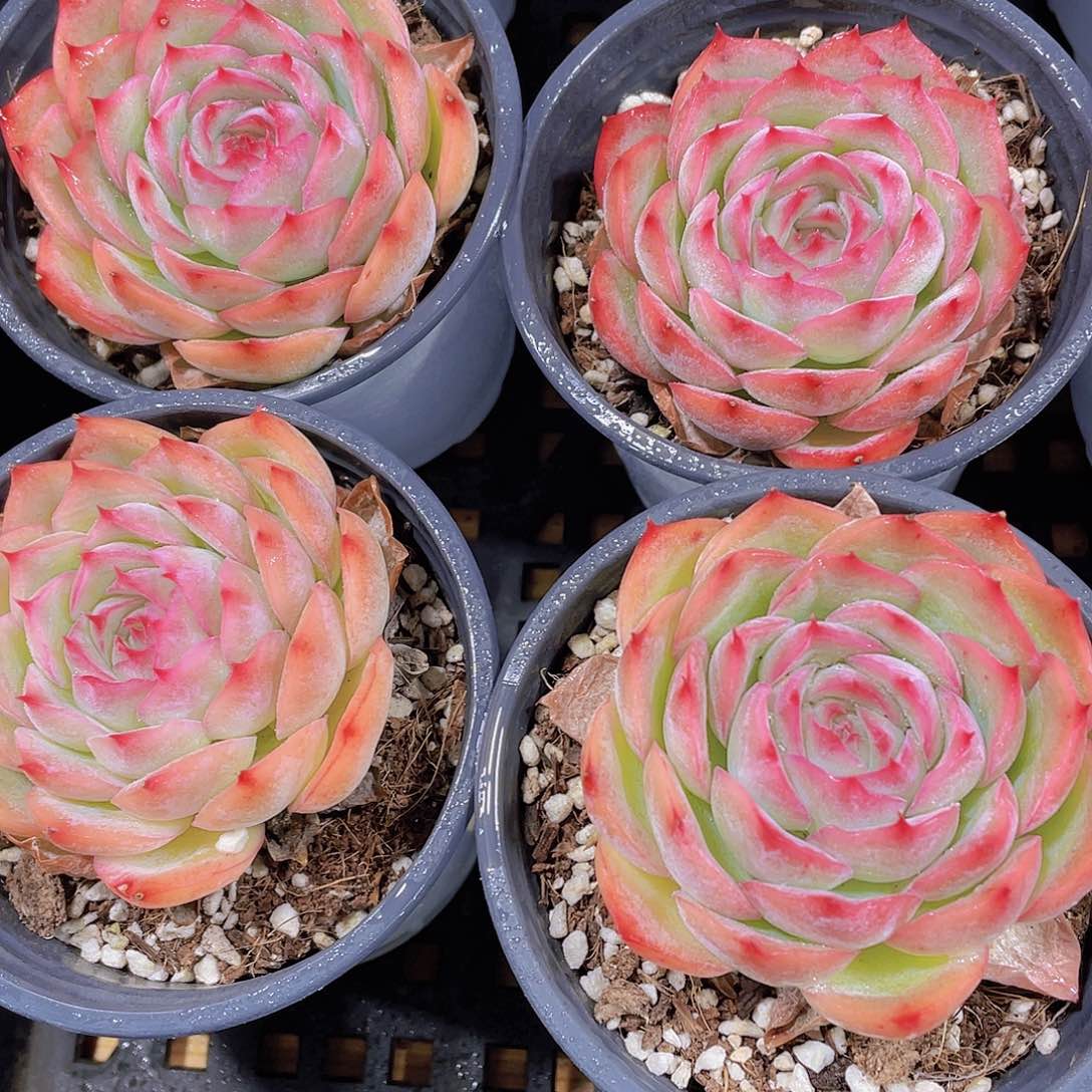 量拍39号玫瑰花粉侧影单头一个