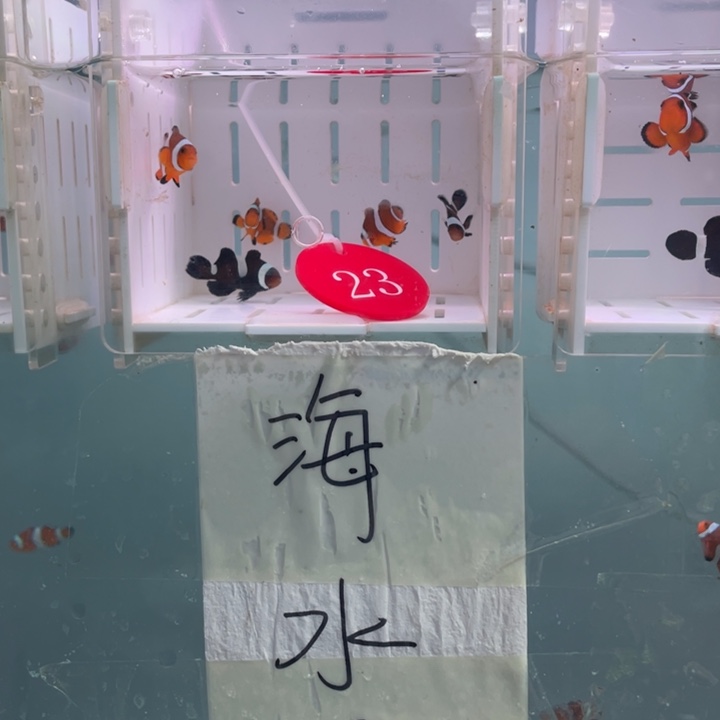 海水鱼混搭5条2-3含2黑色短文