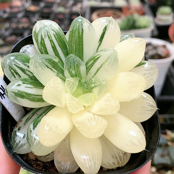 苏州玉露锦一物一拍