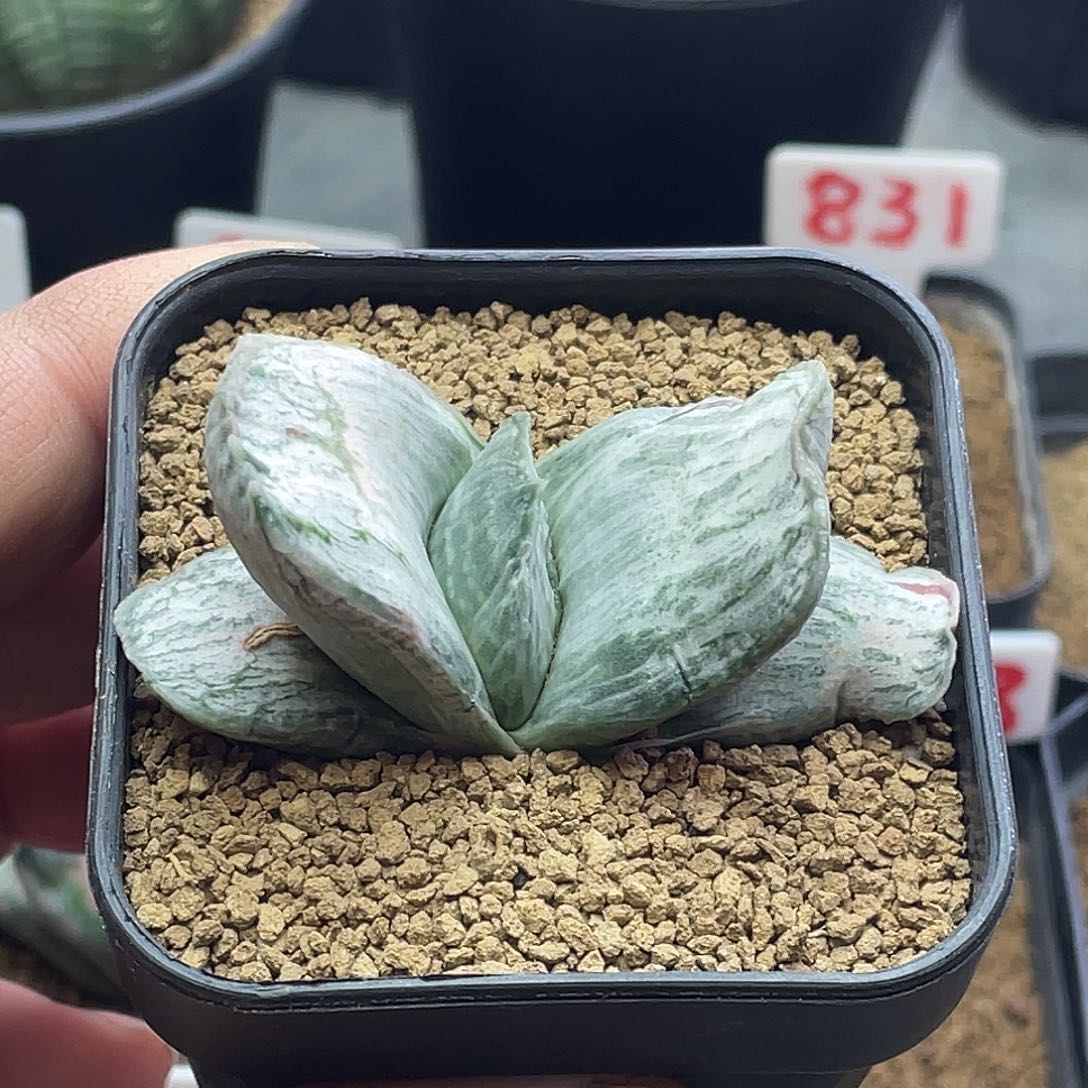 实生短叶白锦卧牛