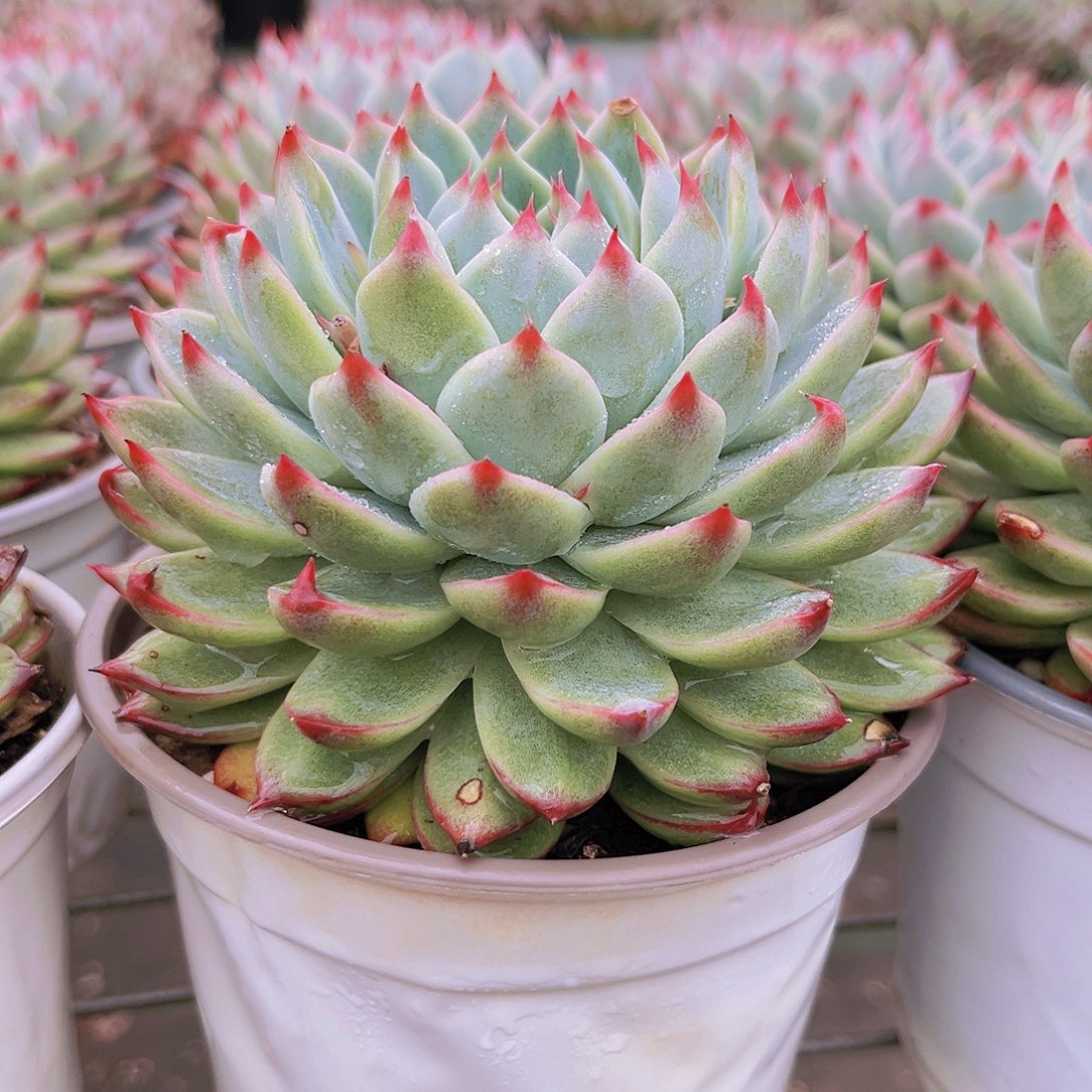 桃夭11.5公分8888888