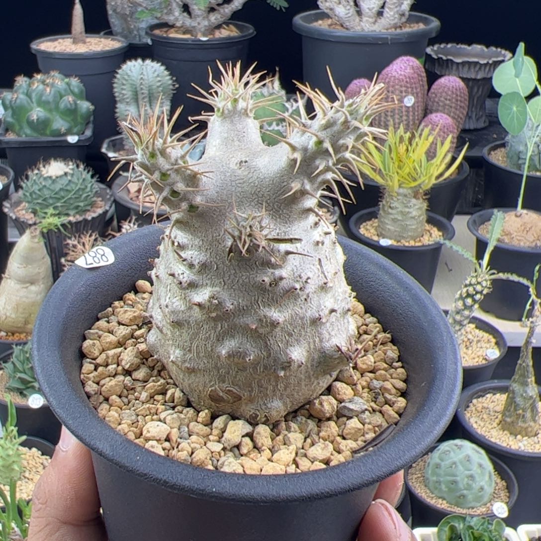 象牙宫实生一物一拍