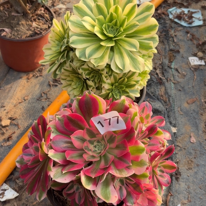 2棵多肉植物不包损177