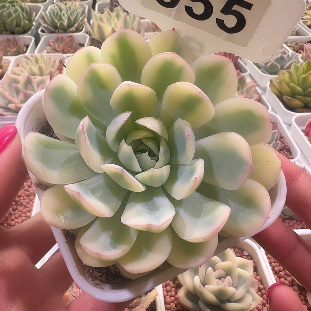 草莓冰锦一物一拍