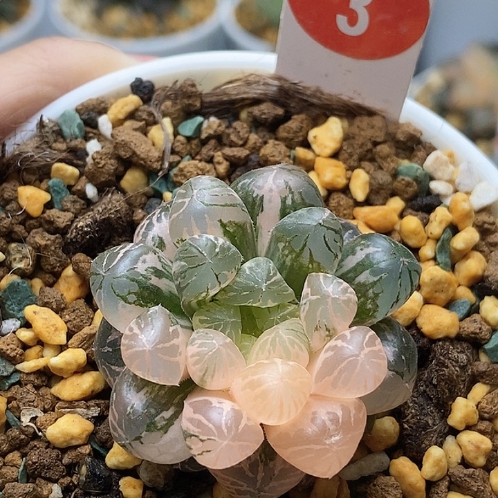 塑料皮锦30000000