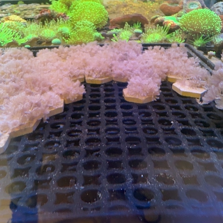 闪千手两盘小份15-20爪