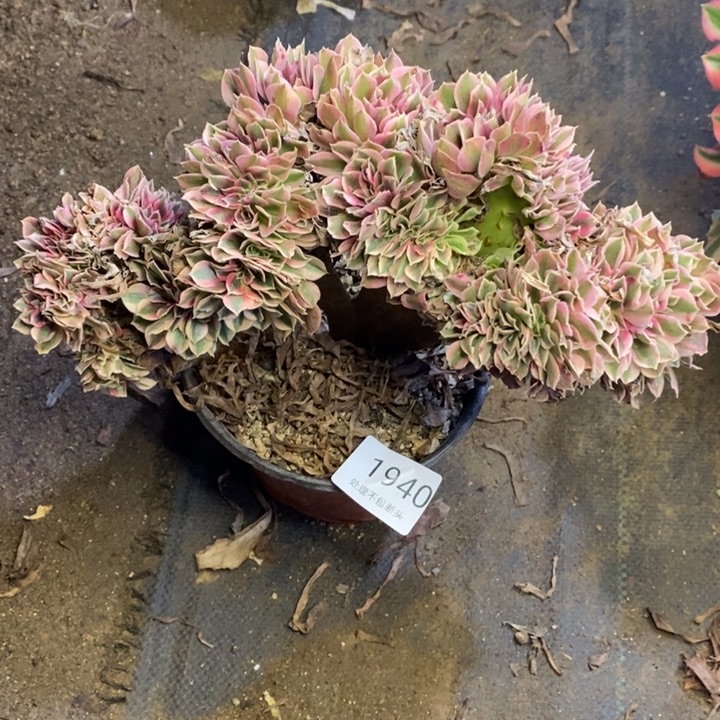 休***️粉女巫多肉断头不包1940