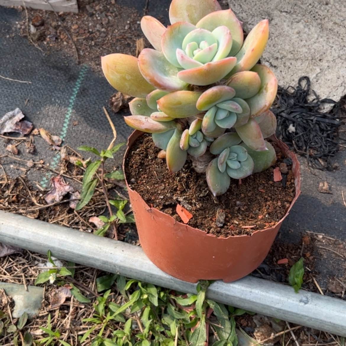 【闪购商品】无花朵玫*园