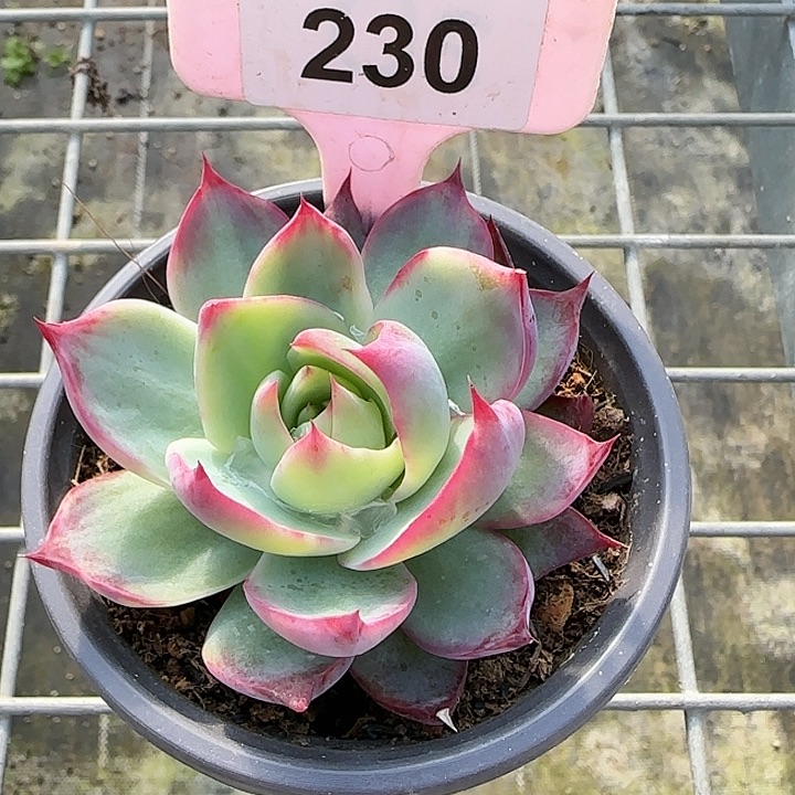 230 惊鸿仙子多肉植物6-9cm