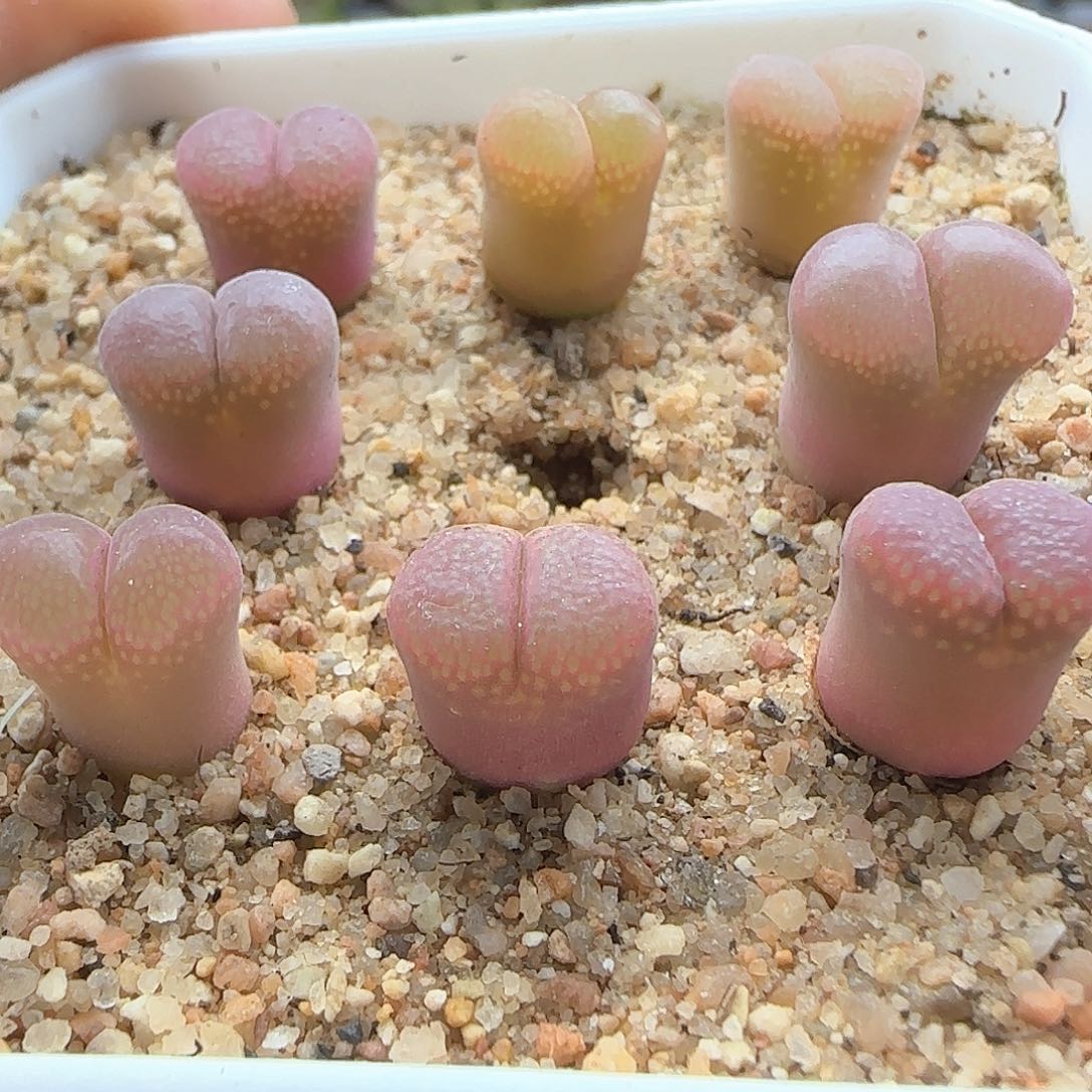 风铃。        34265