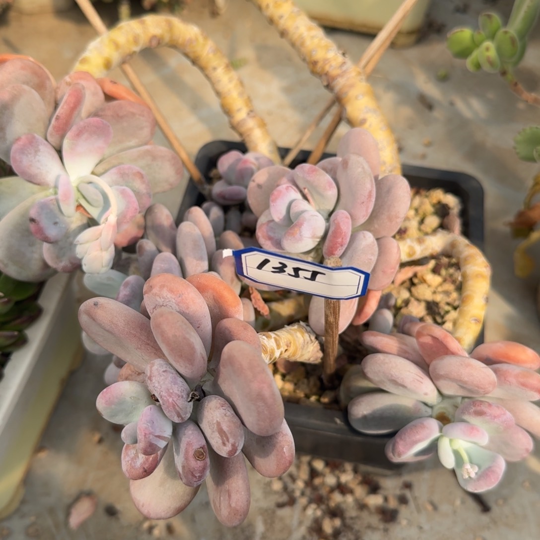 1355橙雪球凡艺多肉