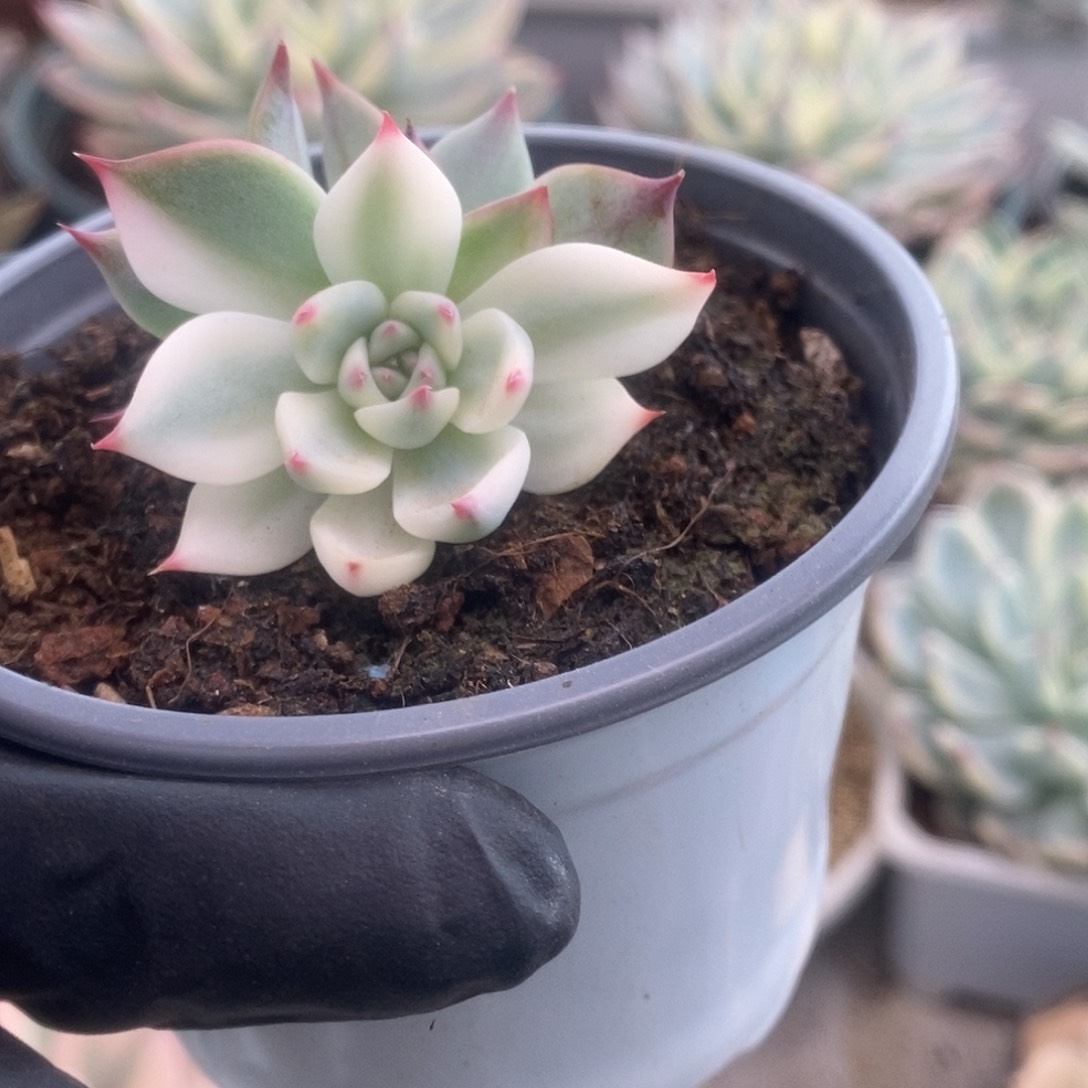 068锦锦锦锦锦锦锦