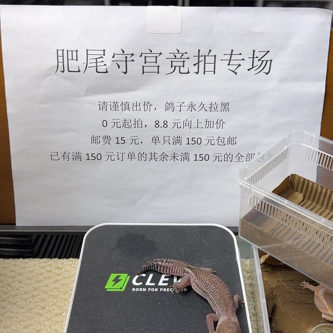 肥尾守宫奥利奥无纹 妹妹