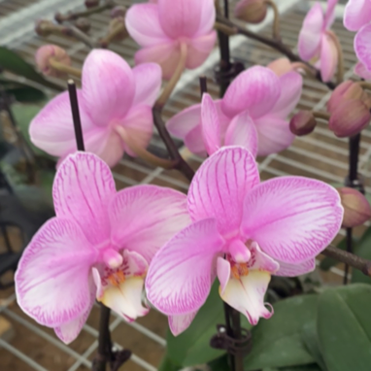 蝶兰小栈【情愫】基地直发