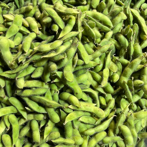 新鲜带壳毛豆产地直采农家自种现摘现发不泡水