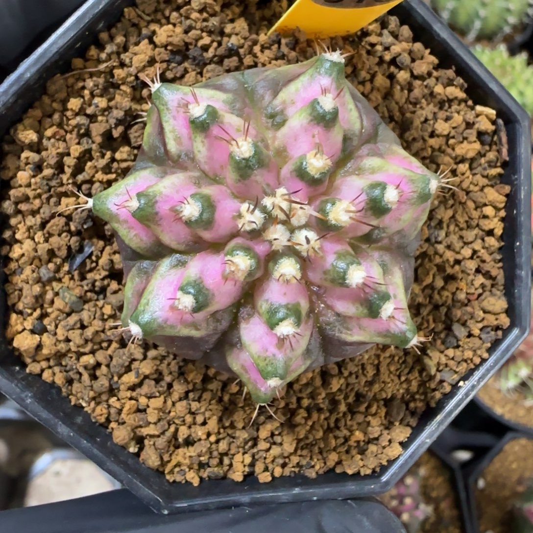 313号实生海神带盆土发货