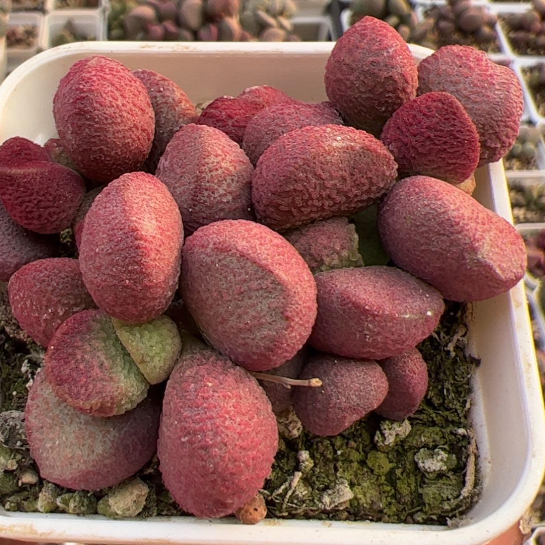 夏娃老桩多肉植物水泡老桩