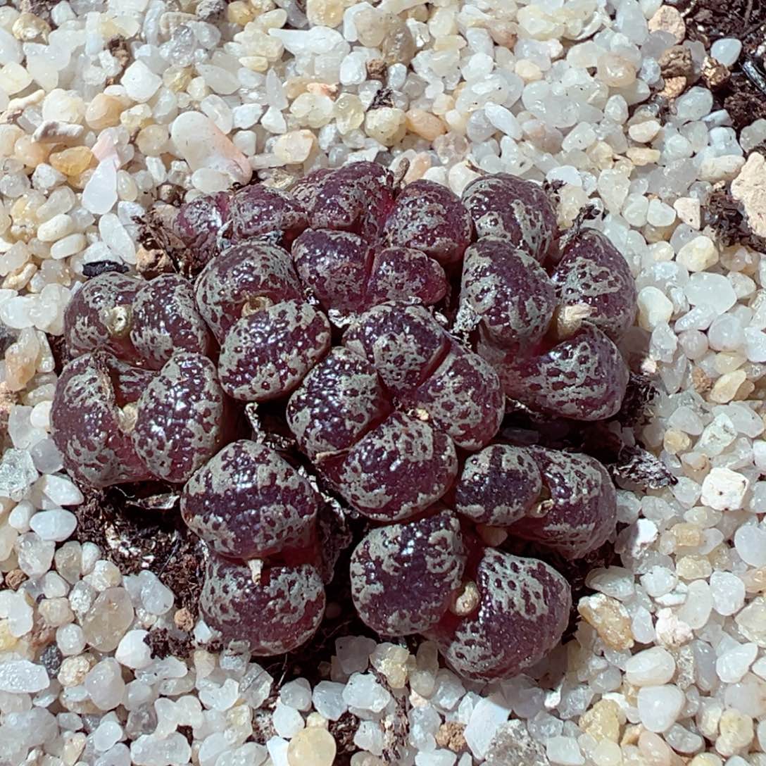 1212-661多肉多日蝴蝶