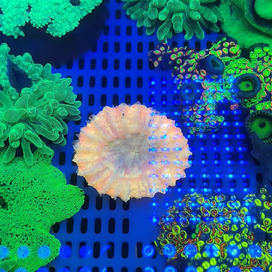 草皮珊瑚水晶脑168一头